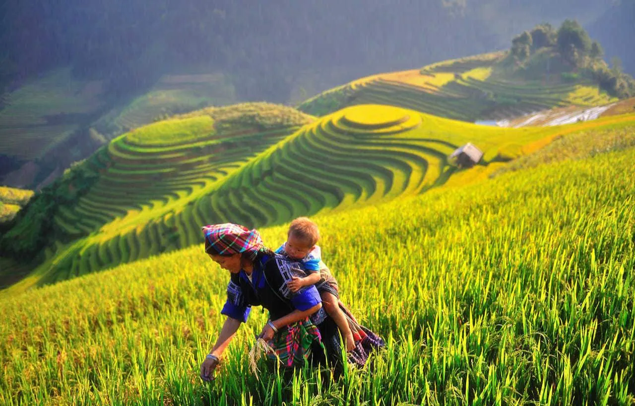 Mu Cang Chai & Halong Bay