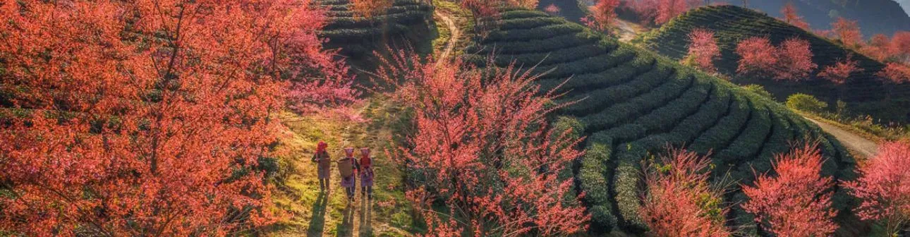 Best Places to Visit in Vietnam in February: Weather, Festivals & Top Destinations
