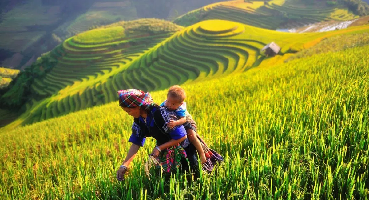 mu-cang-chai-rice-terrraces mu-cang-chai-rice-terrraces