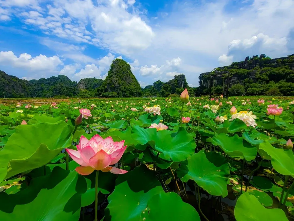 ninh-binh-scenic-halong-bay-on-land ninh-binh-scenic-halong-bay-on-land