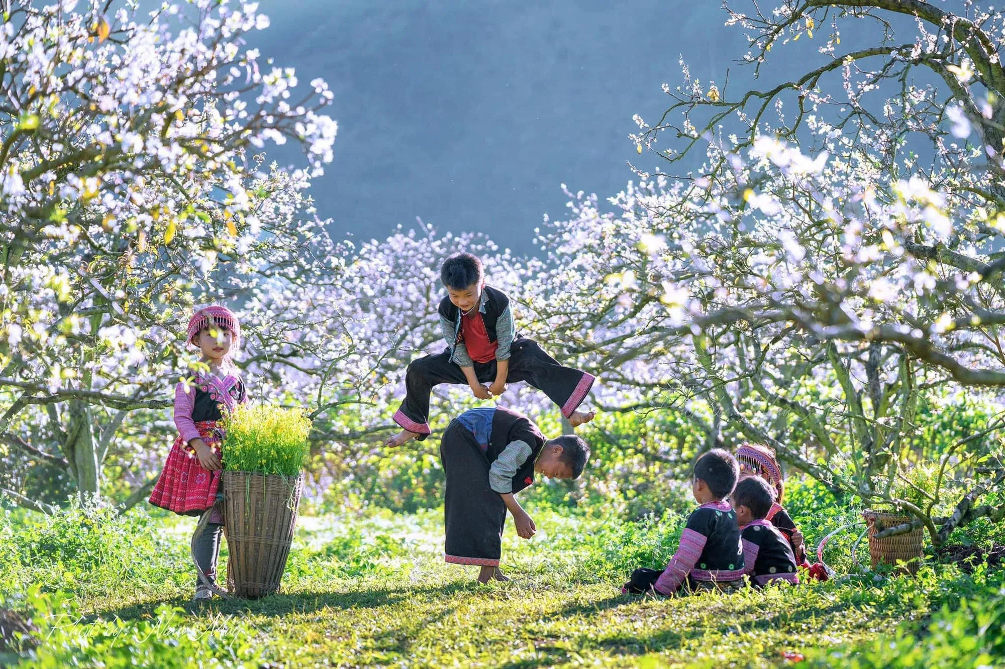 plum-flower-blooming-in-moc-chau plum-flower-blooming-in-moc-chau
