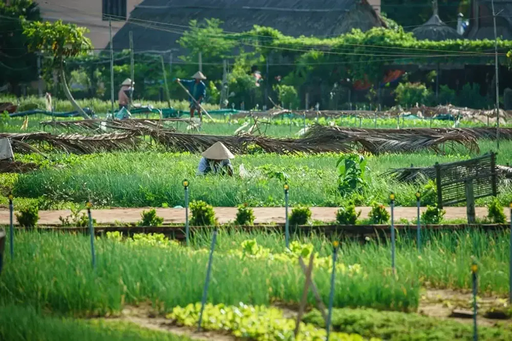 tra-que-village tra-que-village