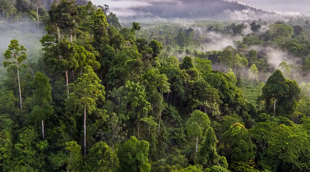 cardamom-mountains-wild-beauty-and-eco-adventures cardamom-mountains-wild-beauty-and-eco-adventures