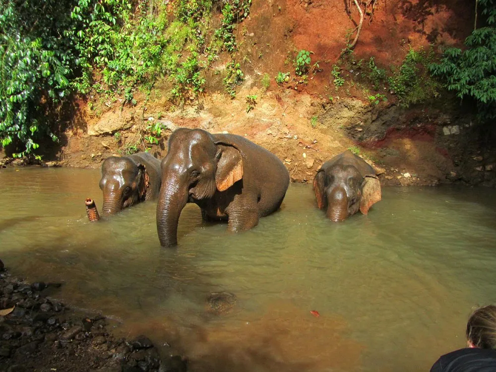 see-elephants-at-the-elephant-valley-project-in-mondulkiri