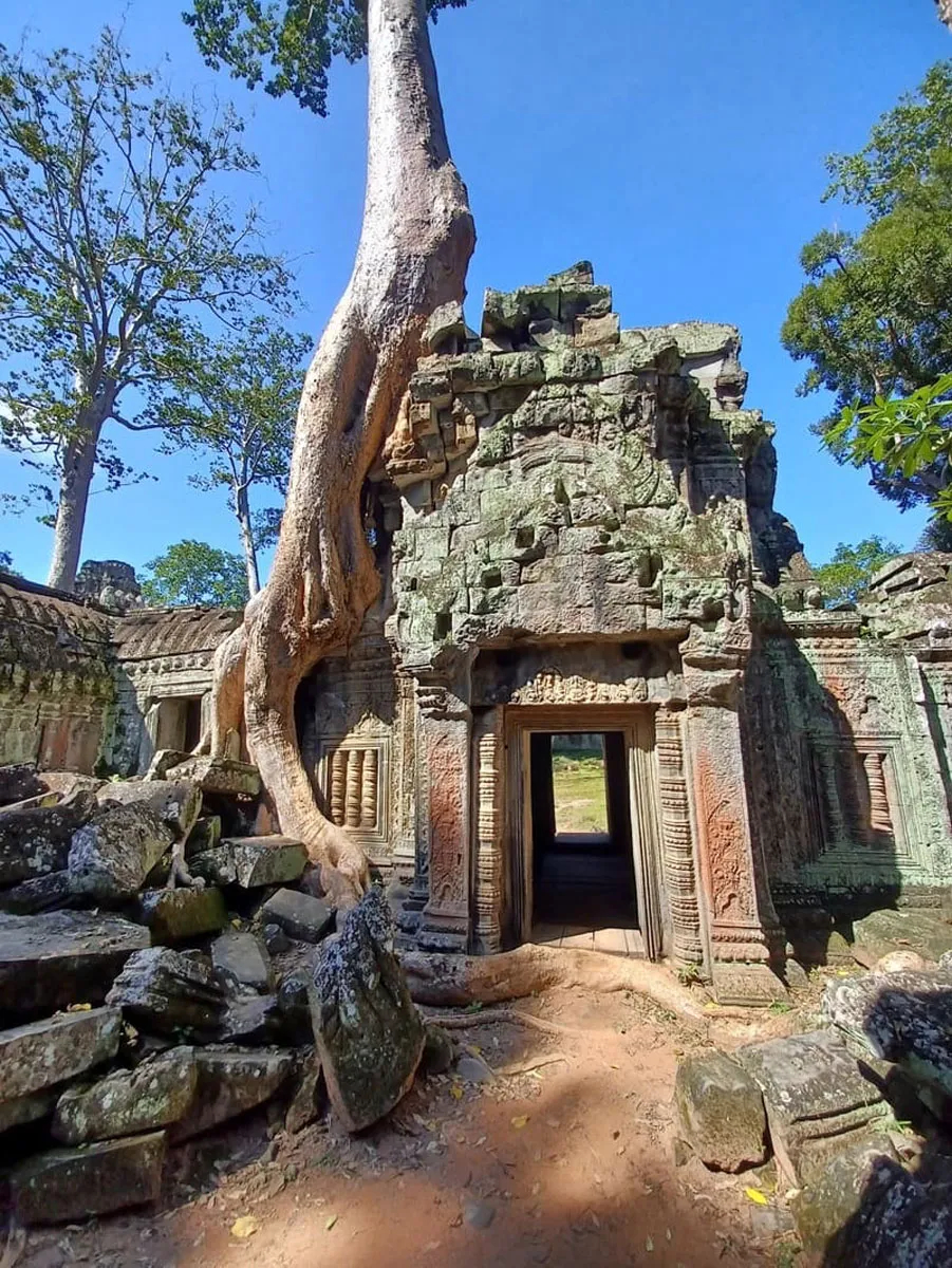 wander-through-ta-prohm-s-jungle-covered-ruins
