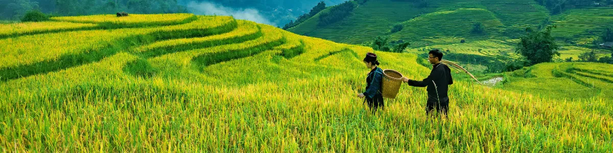 Top 15 Best Places to Visit in Vietnam in September – Green Fields & Golden Days