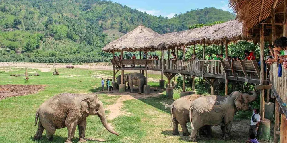 visit-ethical-elephant-sanctuaries