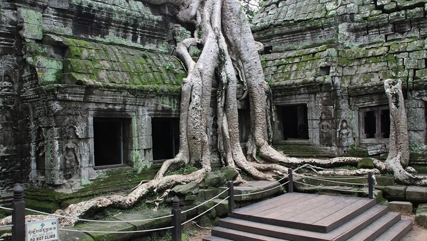 A-Fig-Tree-in-Ta-Prohm