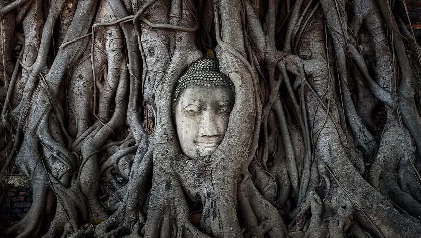 Wat-Mahathat-budda-in-the-tree