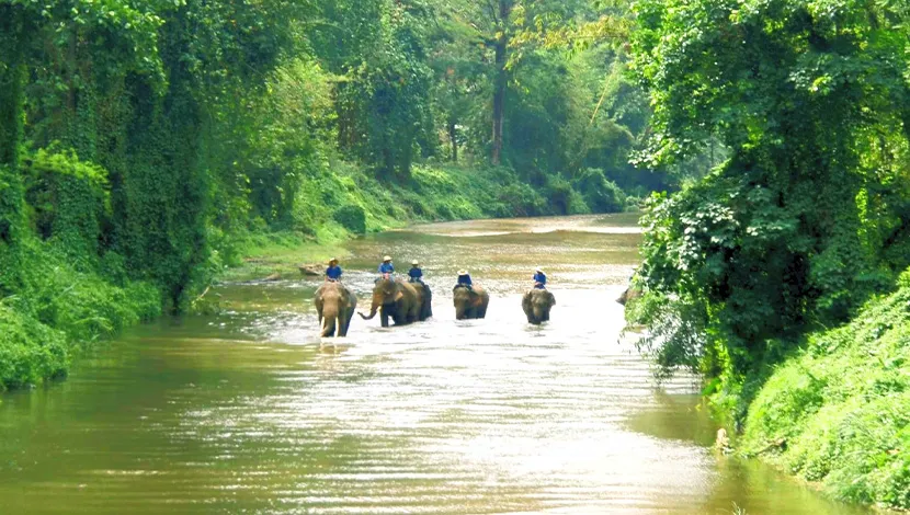 chiang-Dao-Elephant-Camp