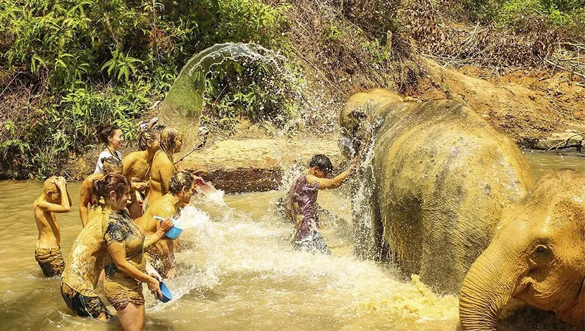 chiang-Dao-Elephant-Camp